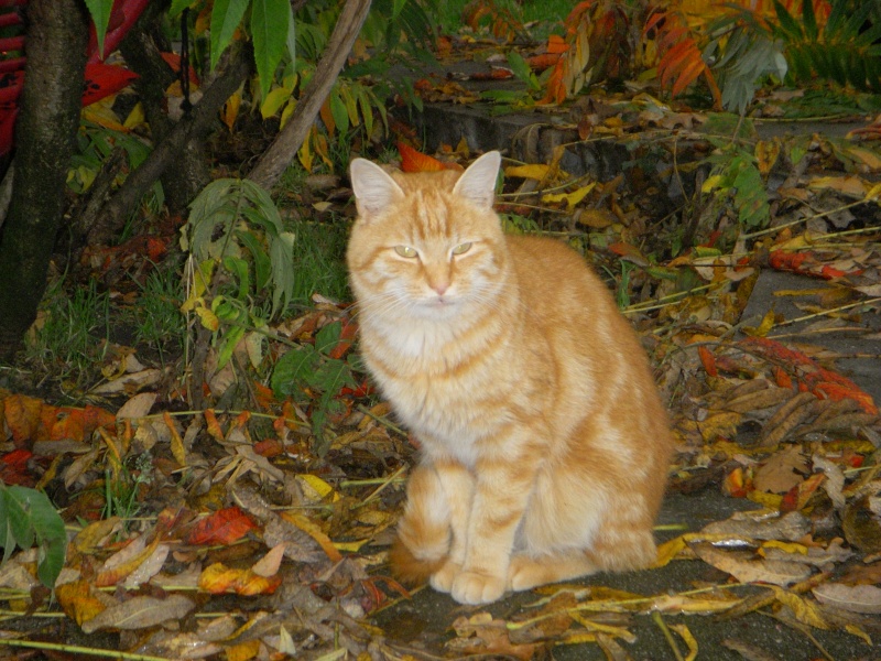 Tempo jeune Chat roux de 2 ans maxi (54) Tempo012