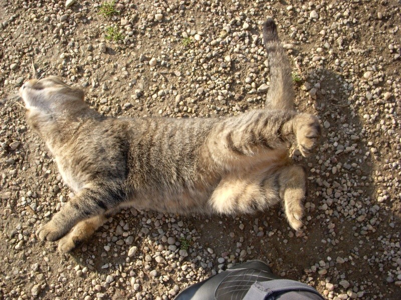 Zouzou, chat tigré très câlin de 5 ans 1/2, castré Zouzou10