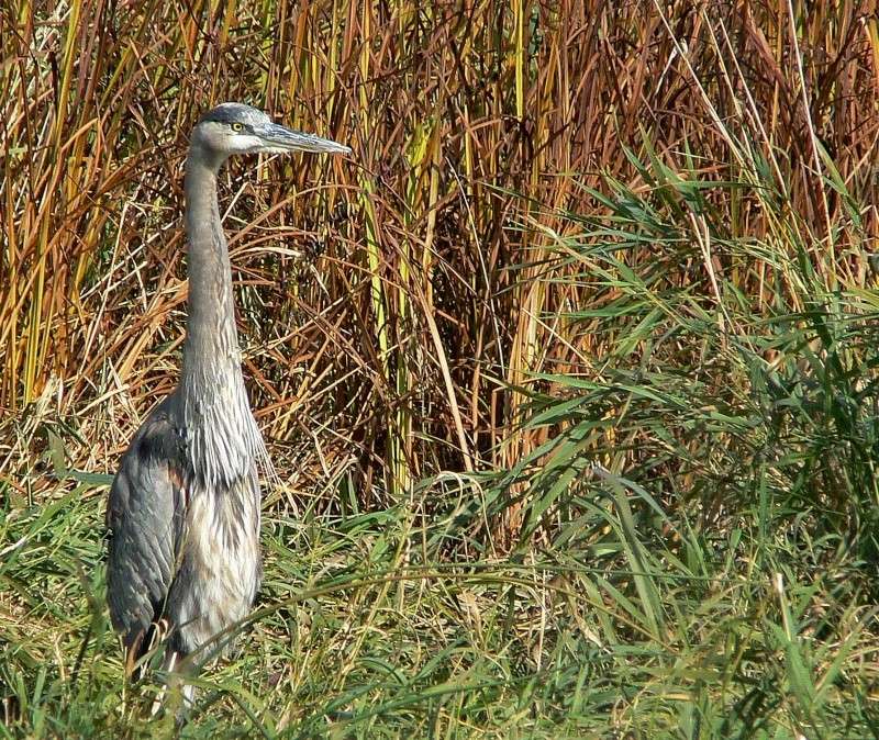 heron attentif P1060010