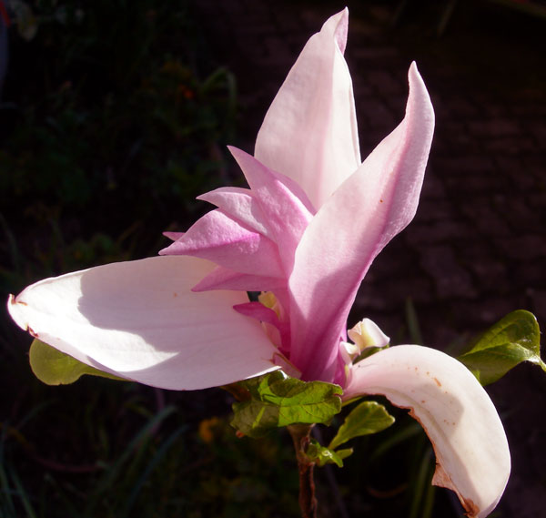 Mon premier arbre Magnol10