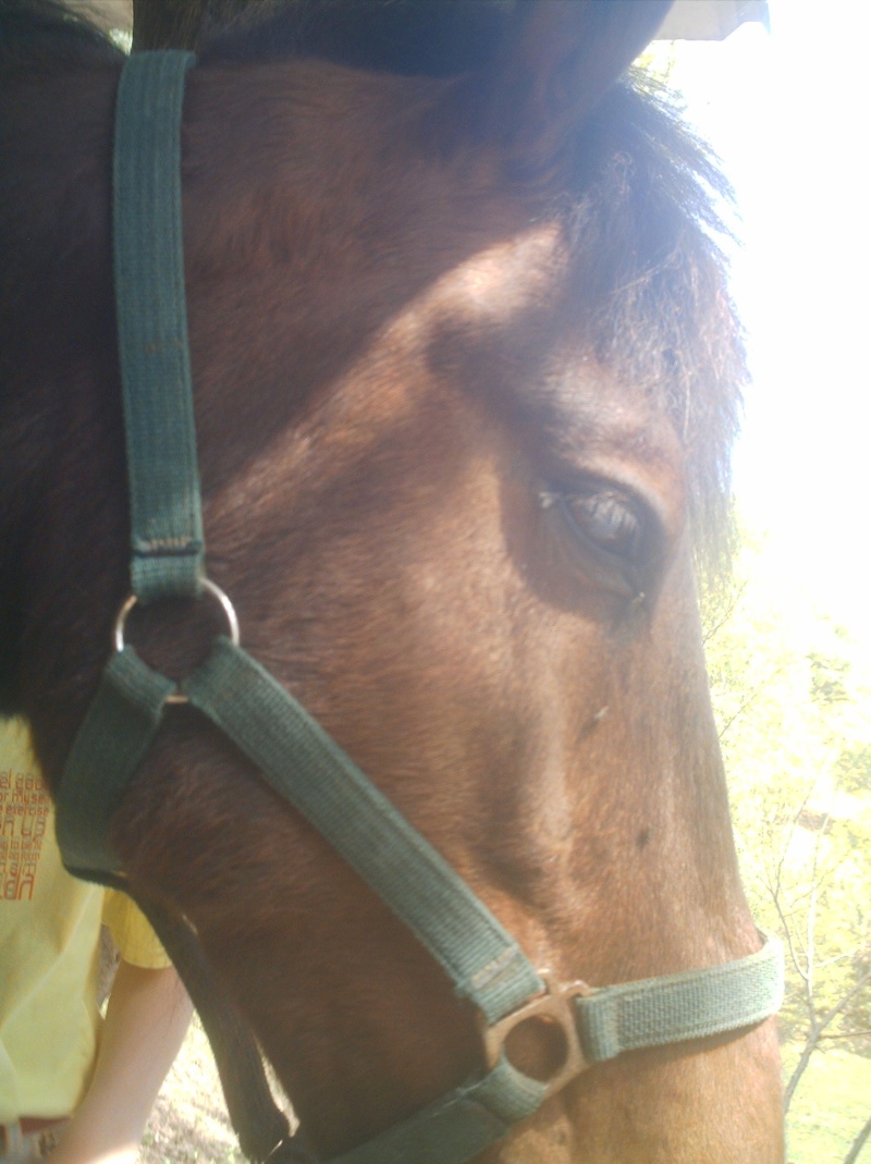 Deux anges qui méritent leur place au paradis... Cheval11