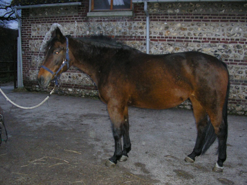Elybel 16ans - placé hors association 00110
