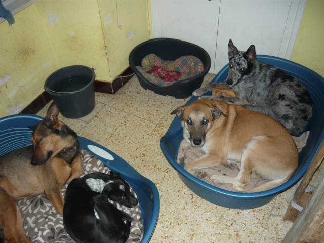 Sancho, Chica, Ciara et Maya P1000016