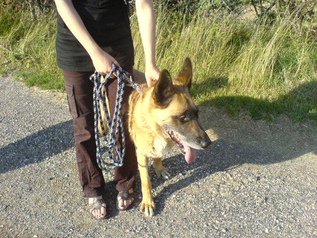 SOS pour RICKY, x berger malinois , 12 ans Ricky10