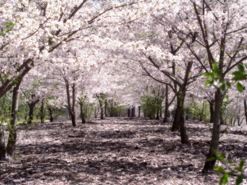 fotos de paisajes y flores - Pgina 8 Magica10