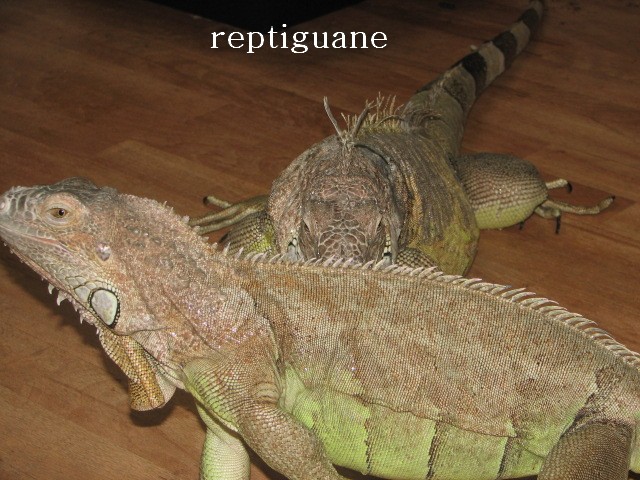 photos d'iguanes adultes(femelles) Iguane13