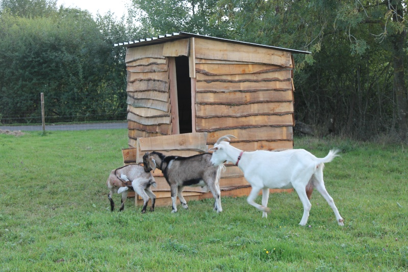 Nouvelle cabane pour mes biquettes  Img_4010