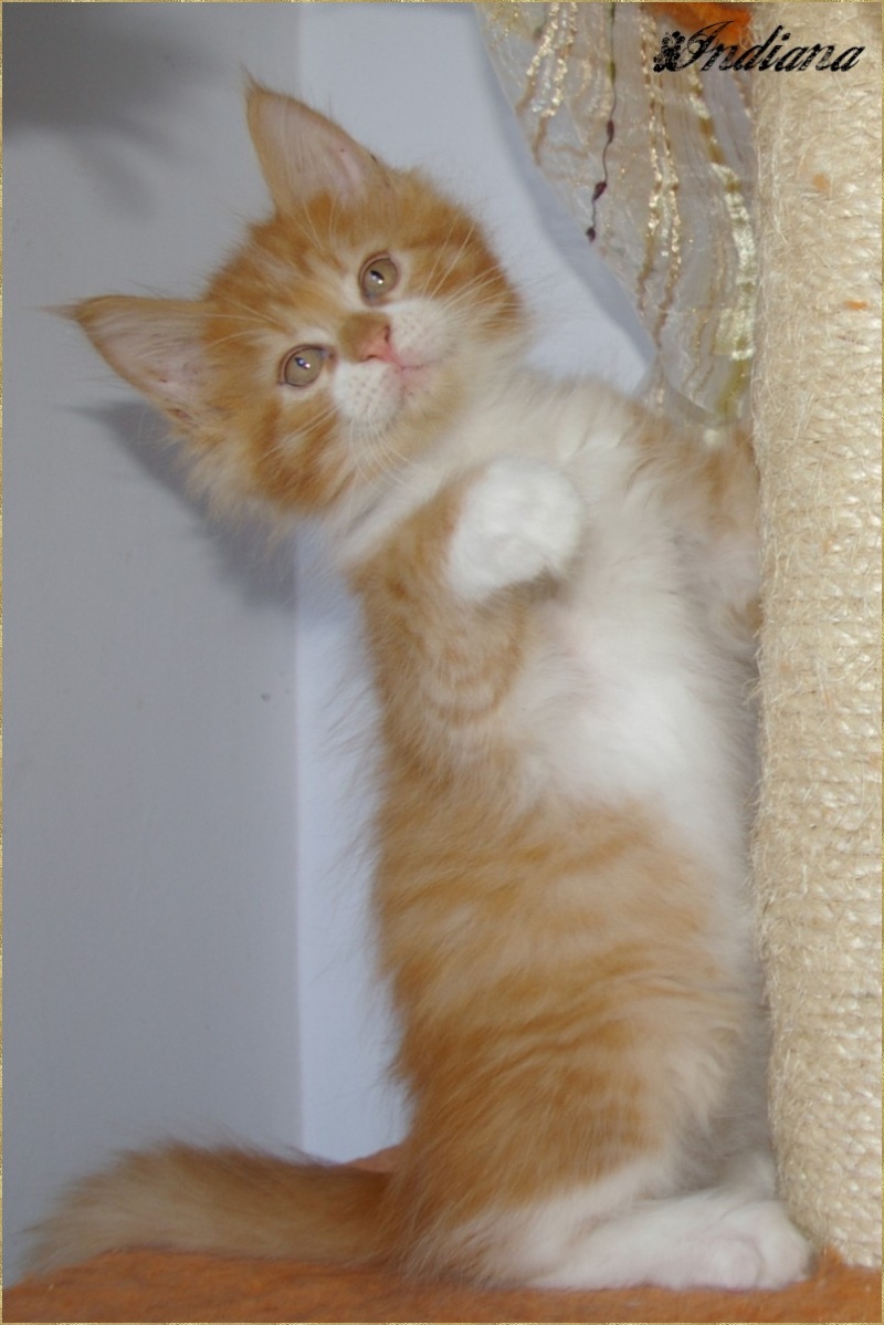 Adorable Chatons Maine Coon LOOF Imgp3415