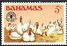 Enten, Gänse, Hühner, Puten und Fasane Bahama10