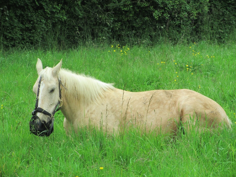 Panier greendgard taille poney, un peu trop grand pour shetland Img_0110