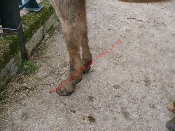 LUTSIANO dit LULU- ONC Selle né en 2004 - adopté en mars 2011 par Isaline Bander11