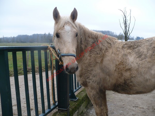 LUTSIANO dit LULU- ONC Selle né en 2004 - adopté en mars 2011 par Isaline Bander12