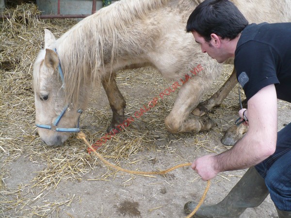 LUTSIANO dit LULU- ONC Selle né en 2004 - adopté en mars 2011 par Isaline Bander16