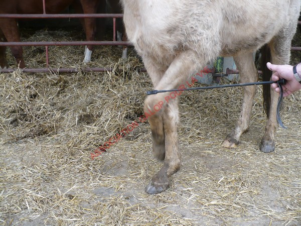 LUTSIANO dit LULU- ONC Selle né en 2004 - adopté en mars 2011 par Isaline Bander18