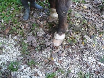 (25) BELLE ETOILE 19 ans 1m50 pour compagnie - Page 3 Belle_28