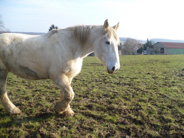 HIRONDELLE - Trait Percheron née en 1995 - Adoptée en octobre 2010 - Page 2 Hirond11