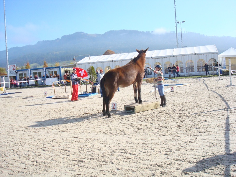 Championnat suisse Horseathlon Dsc02213