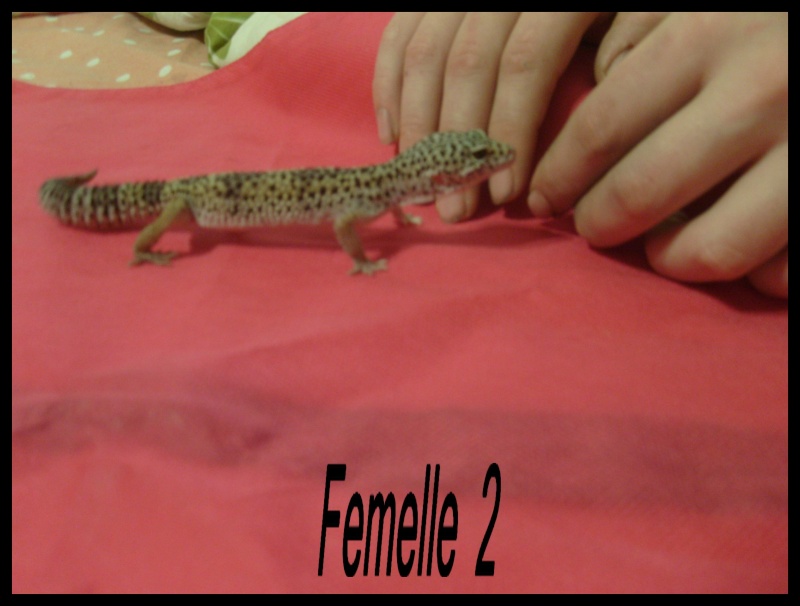 Plusieurs geckos Fem210