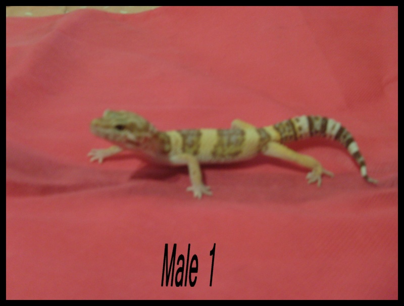 Plusieurs geckos Mal1_a10