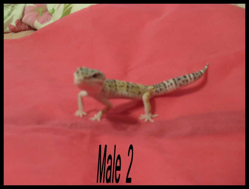 Plusieurs geckos Mal2_g10