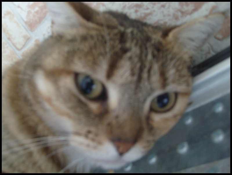 Mon chat - Page 3 S7303358