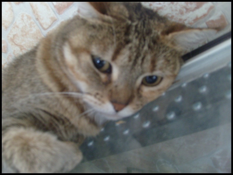 Mon chat - Page 3 S7303359