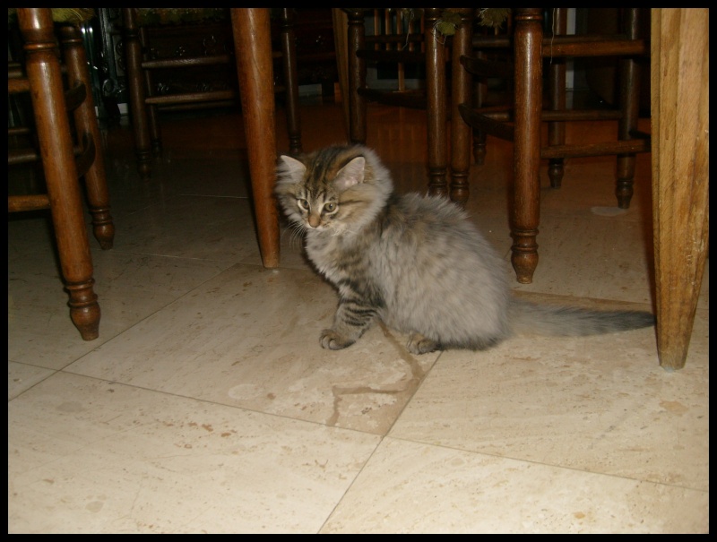 Les chatons de Minette - Page 4 S7303623