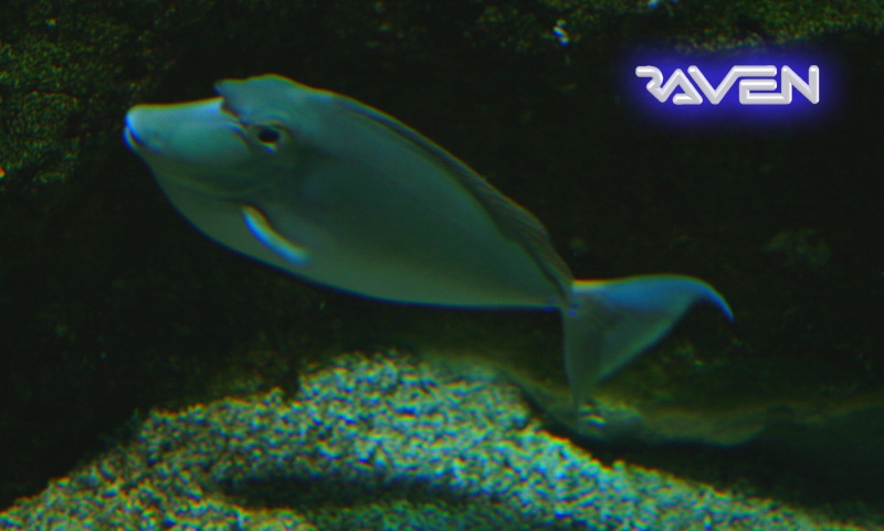 [Visite] Aquarium du grand Lyon Dpp_0013