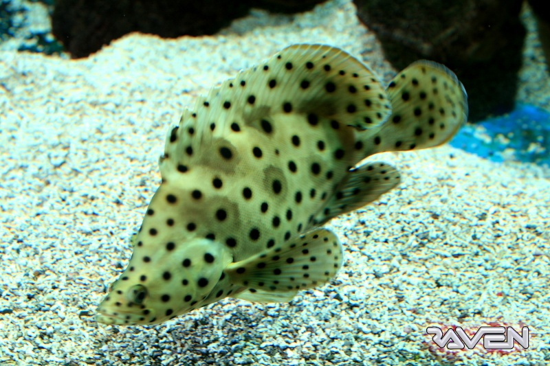 [Visite] Aquarium du grand Lyon Dpp_0019