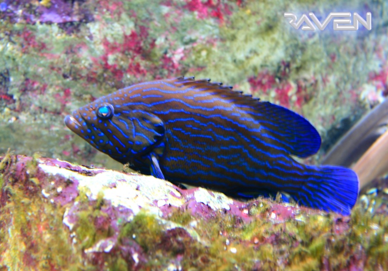 [Visite] Aquarium du grand Lyon Dpp_0023