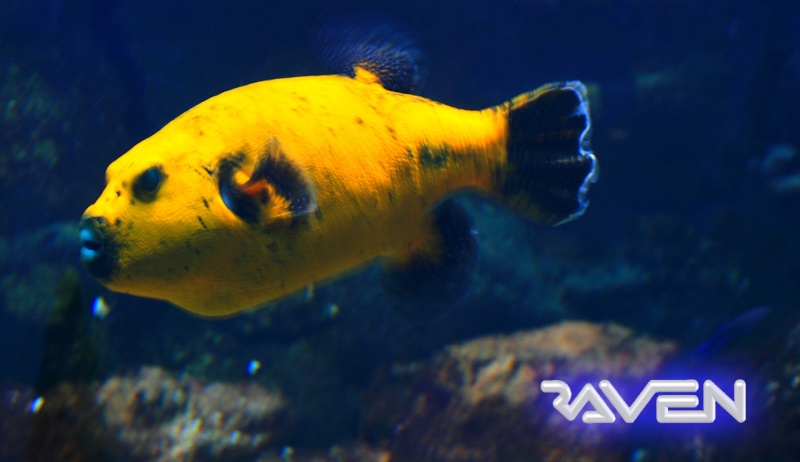 [Visite] Aquarium du grand Lyon Dpp_0027