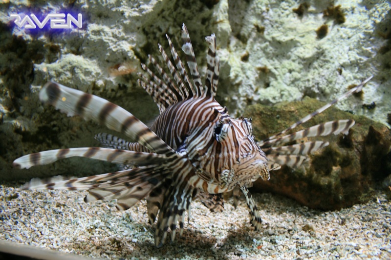 [Visite] Aquarium du grand Lyon Dpp_0031