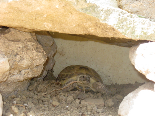 ma tortue  Img_0810