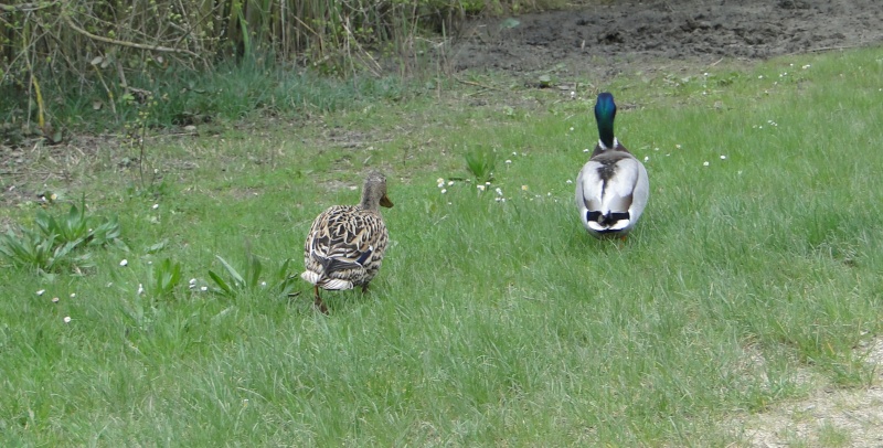 CANARDS ET CANNETONS Canard11