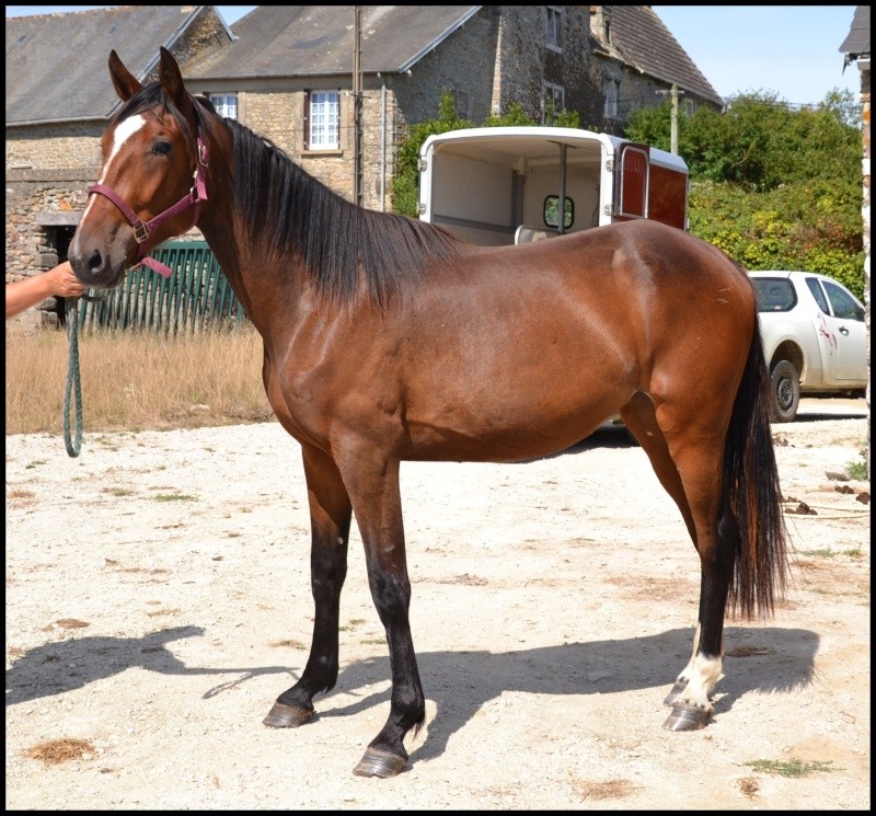 Plusieurs trotteurs réformés pour loisirs Bora_010