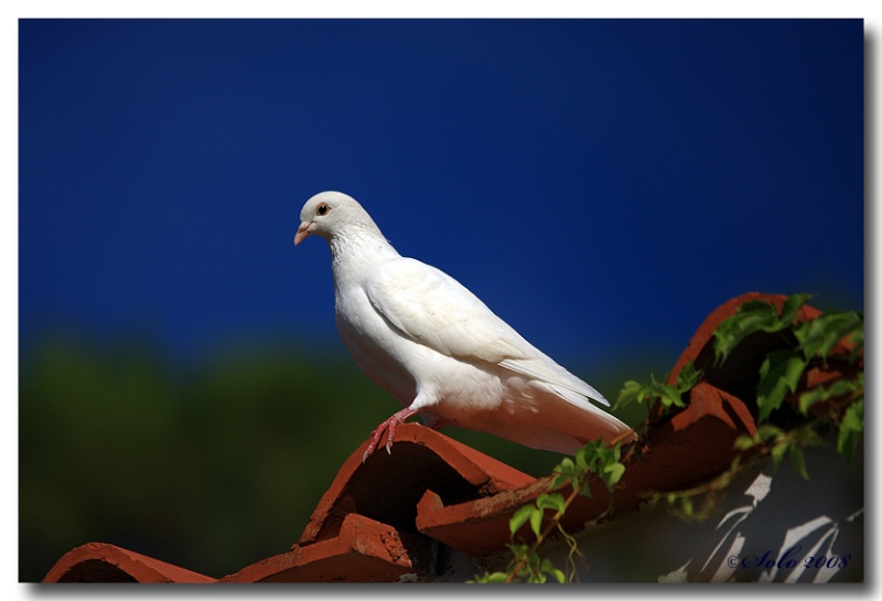 Des pigeons en vacances Dpp07d17