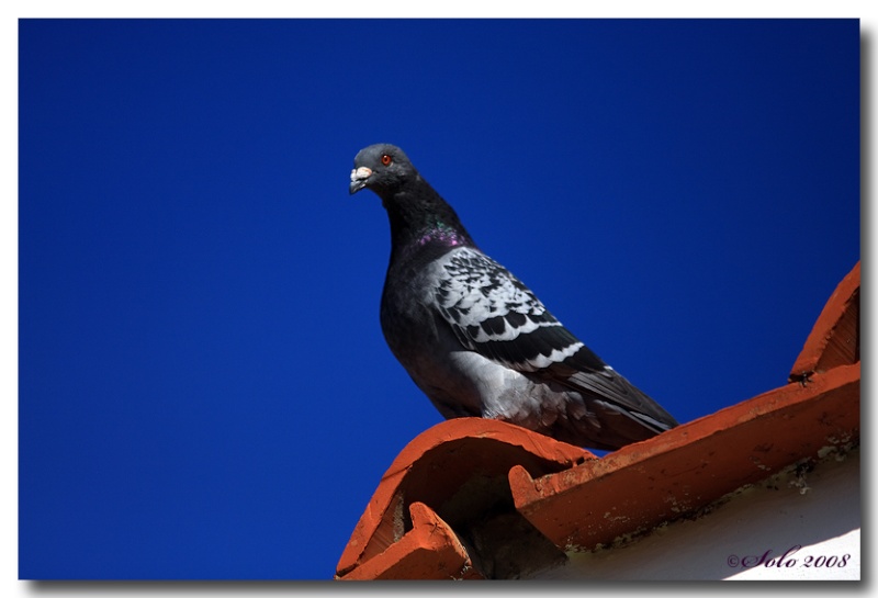 Des pigeons en vacances Dpp07d18