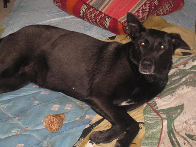 Perra negra encontrada en Bastiagueiro. APARECIERON LOS DUEÑOS. Image10