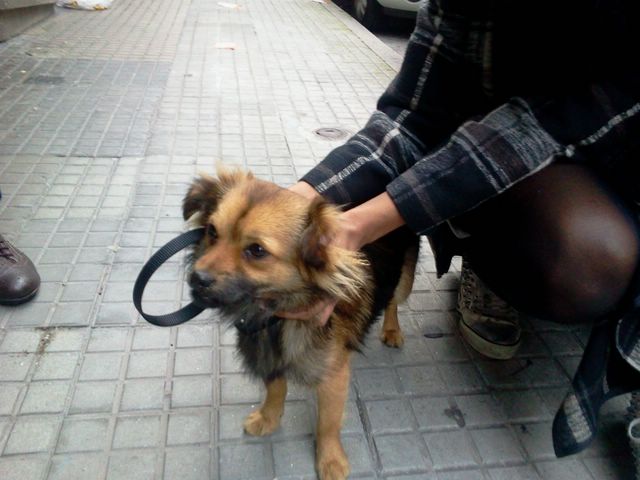Perro encontrado en Los Rosales (A Coruña). APARECIÓ EL DUEÑO. Imagen65
