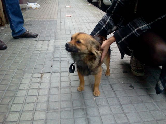 Perro encontrado en Los Rosales (A Coruña). APARECIÓ EL DUEÑO. Imagen66