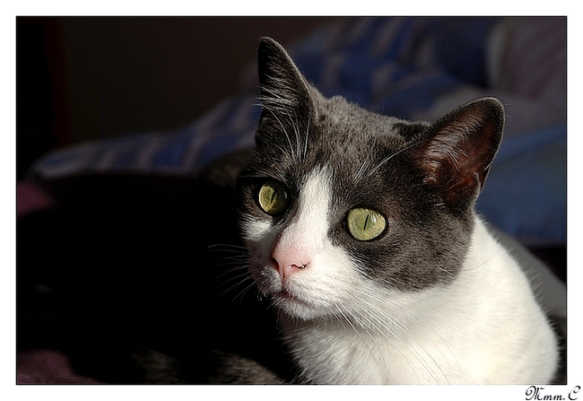 Mon chat en couleur Dsc_0116