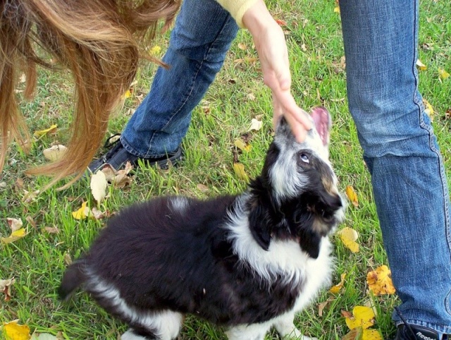 Un chiot de 4 mois environ trouvé sur Toulouse Rasta114