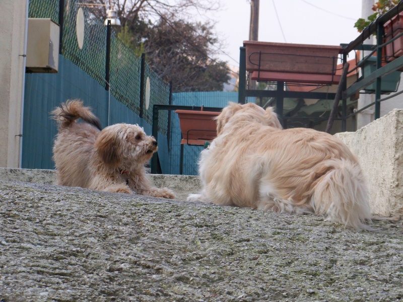 ADOPTE :    PELUCHE, mâle croisé york/caniche 8 mois - Cogolin 83 Lucky10