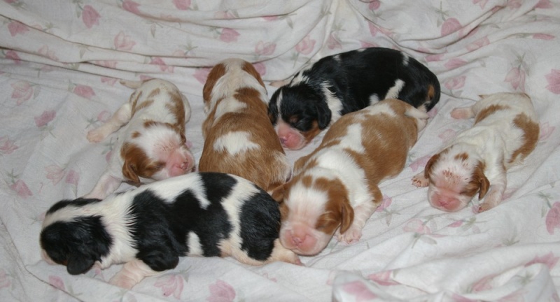 Nos chiots Cavalier King Charles lof Canell11