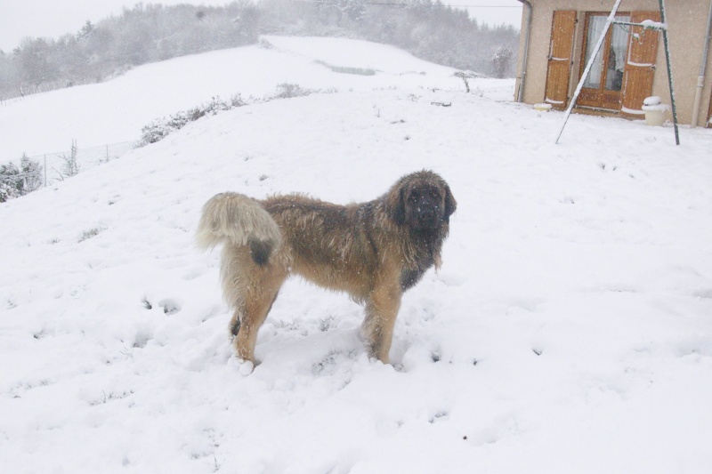 chiens à la neige Cassy_11
