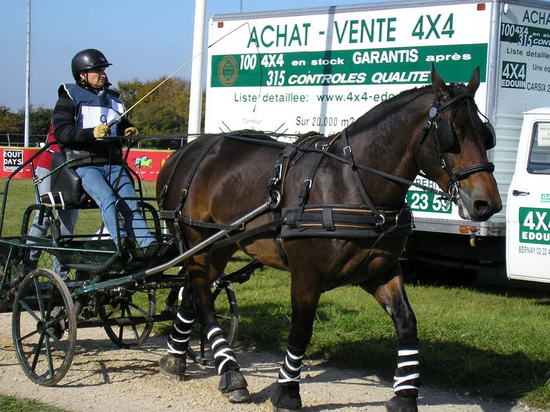 Championnat de France et journées internationales de l'attelage: Lisieux 2008 - Page 2 11oct291