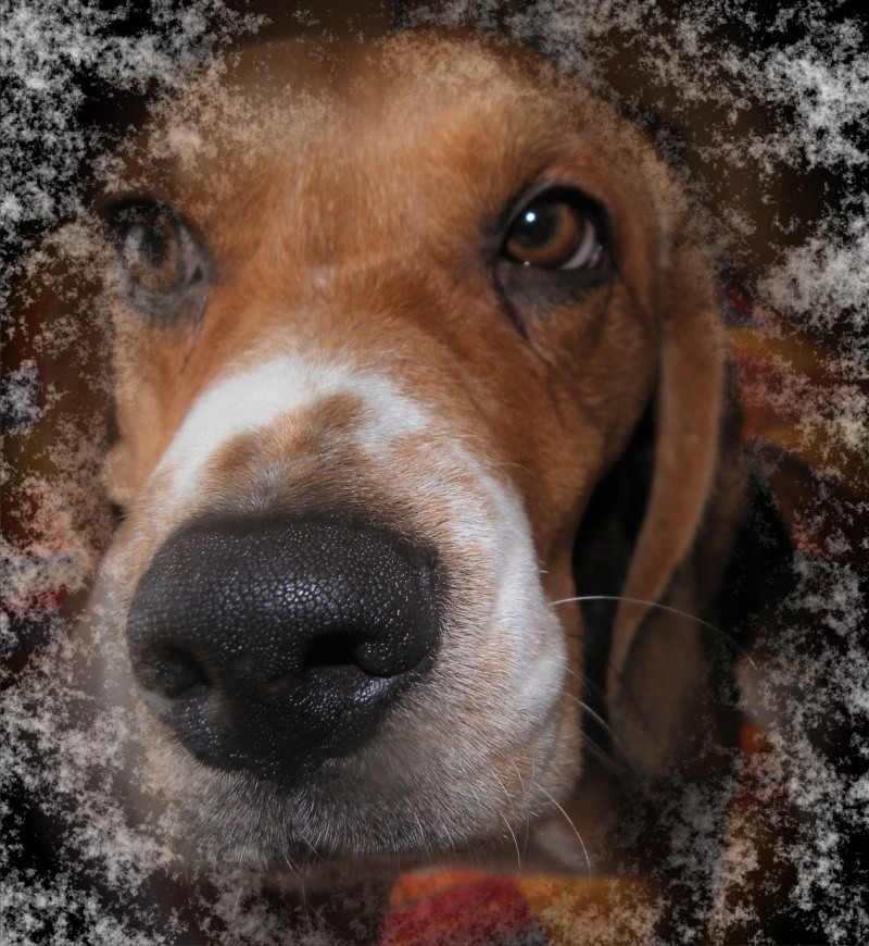 Recherche d'un covoiturage Vendée -> La Ferté-Bernard (72) pour DAISY, beagle femelle, 5 ans Daisy_10