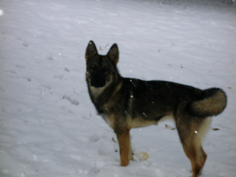 Découverte de la neige pour mes louloutes!!!!! Dsci0011