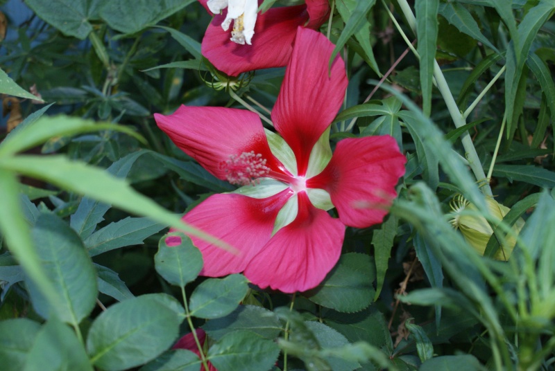 Hibiscus coccineus - Page 17 Rouge_13