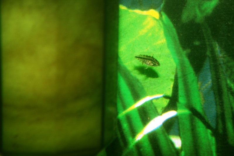 Reproduction Apisto Photo_11